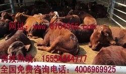 黄牛最新爆料消息,最新演出门票抢购攻略揭秘！